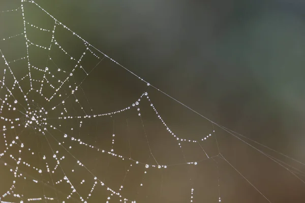 Gotas Rocío Brillantes Una Tela Araña — Foto de Stock