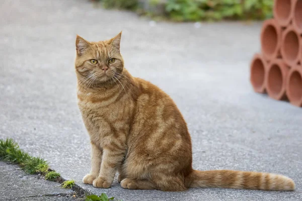 Vermelho Britânico Shorthair Gato Parece Rabugento Câmera — Fotografia de Stock