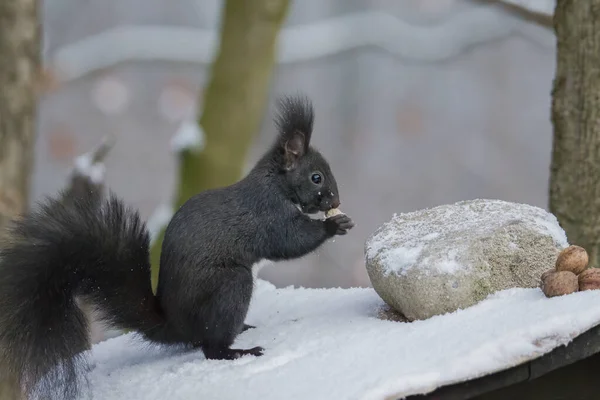 Braunhörnchen Winterfell Auf Der Suche Nach Nüssen — Stockfoto