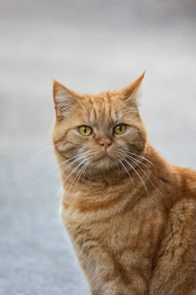 Red British Shorthair Cat Looks Grumpy Camera — Stock Photo, Image