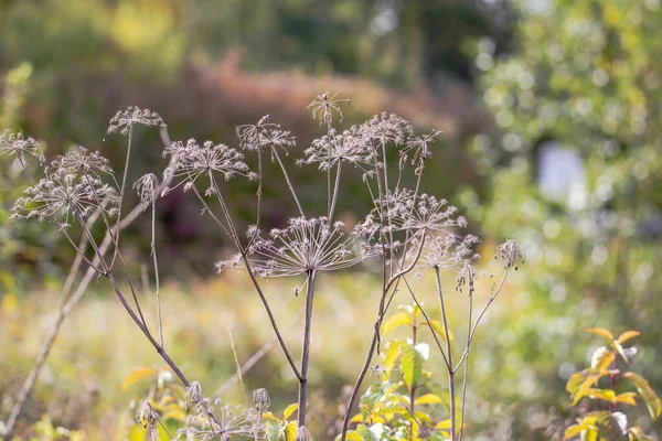 Gedroogde Bloemschermen Herfst — Stockfoto