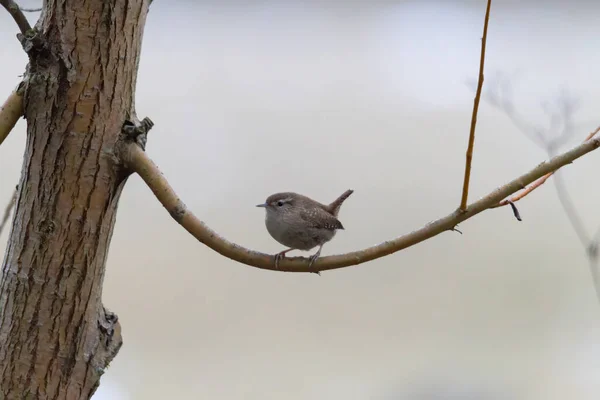 Inconspicuous Wren Sits Branch — Stock Photo, Image