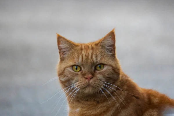 Červená Britská Krátkosrstá Kočka Vypadá Nevrle Fotoaparátu — Stock fotografie