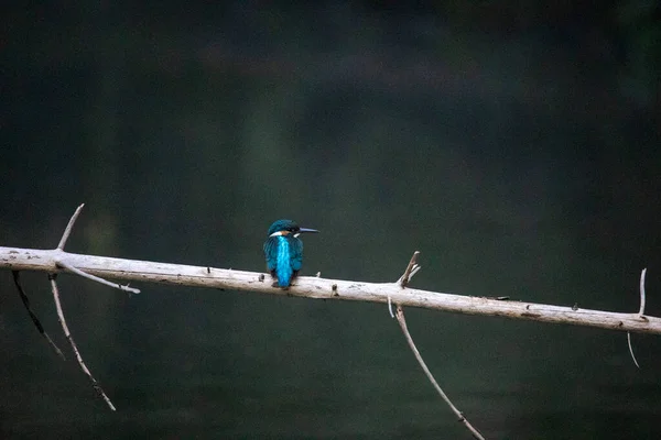 Kingfisher Ramo Floresta — Fotografia de Stock