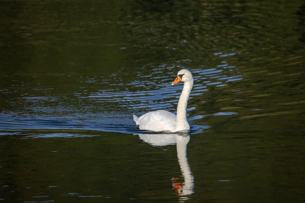 Svan Simmar Sjö Och Reflekteras Vattnet — Stockfoto