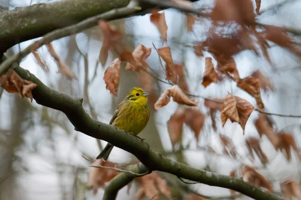 Yellowhammer Sucht Nahrung Auf Dem Waldboden — Stockfoto