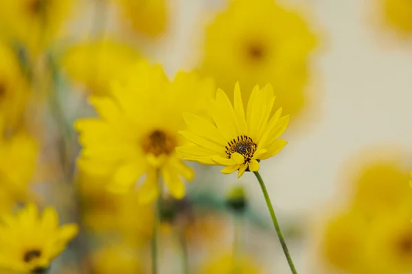 Blommor Gul Sol Öga Hösten — Stockfoto