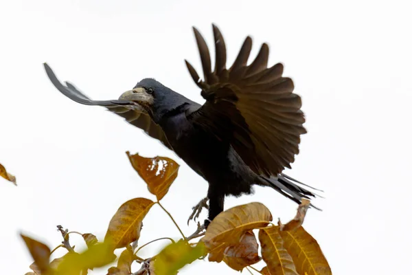 Corvo Siede Albero Noce Ruba Noci — Foto Stock