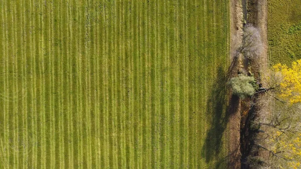 Paralel Traktör Izleri Olan Yeni Biçilmiş Bir Çayırın Kuş Bakışı — Stok fotoğraf