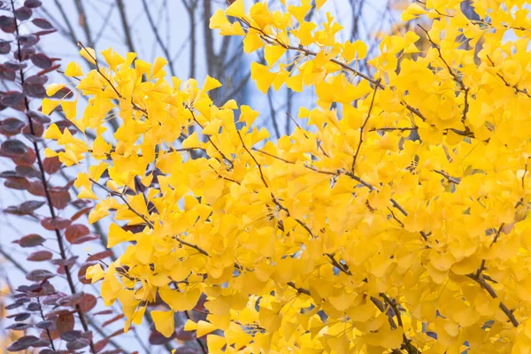 Felgekleurde Bladeren Herfst — Stockfoto
