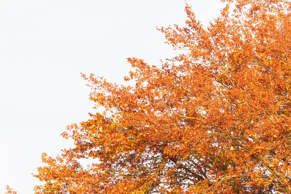 Brightly Colored Leaves Autumn — Stock Photo, Image