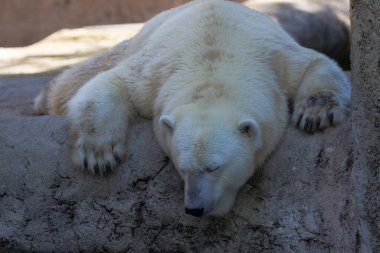 Bir kutup ayısı sessizce bir kayanın üzerinde yatıyor.