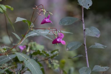 Mor renkli bir çiçekte eşek arısı
