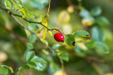 bir dalda parlayan kırmızı gül kalçaları