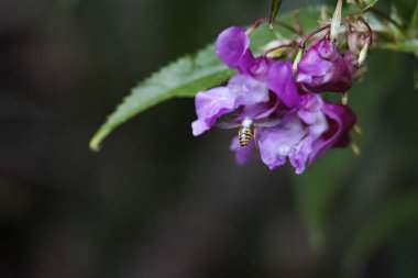 Mor renkli bir çiçekte eşek arısı