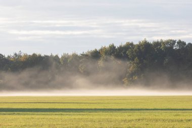 Ormanın kenarındaki bir çayırda sis var.