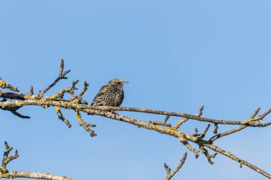 Bir dalda Avrupa sığırcığı