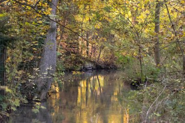 Sonbahar yapraklı orman.
