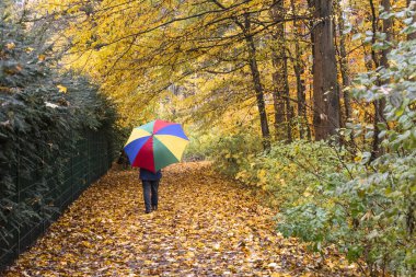 Ormanda yağmurda sonbahar yapraklarının altında renkli şemsiyelerle yürüyen kişi