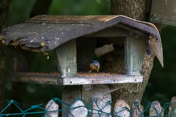 Sittelle Picorant Pour Nourriture Dans Une Mangeoire Oiseaux — Photo