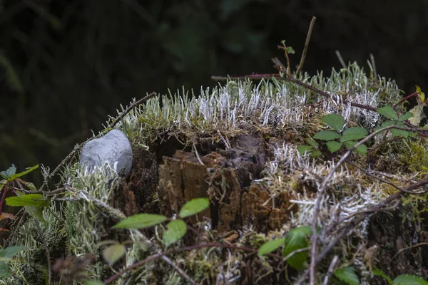 Champignons Mousse Sur Une Vieille Souche Arbre — Photo