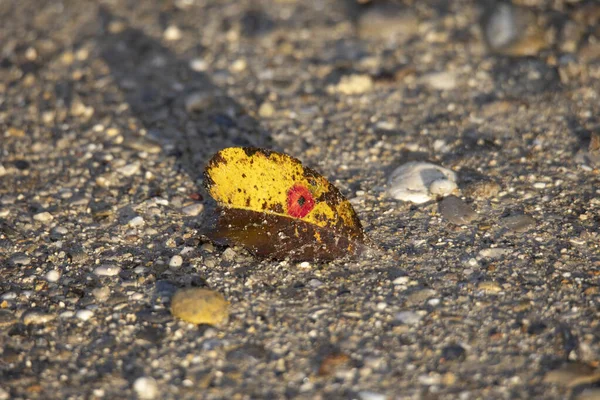 秋には鮮やかな紅葉が — ストック写真