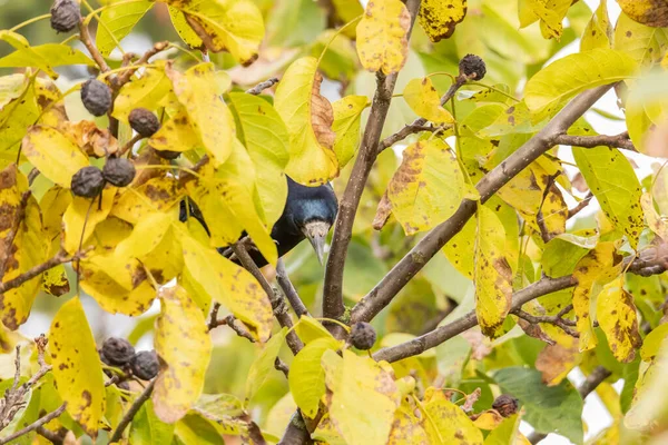 a raven crow sits in a walnut tree and steals nuts