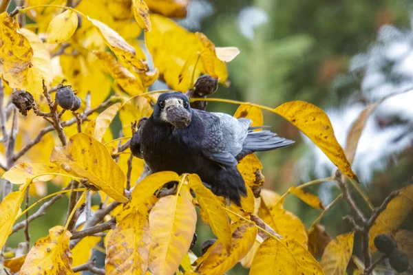 a raven crow sits in a walnut tree and steals nuts