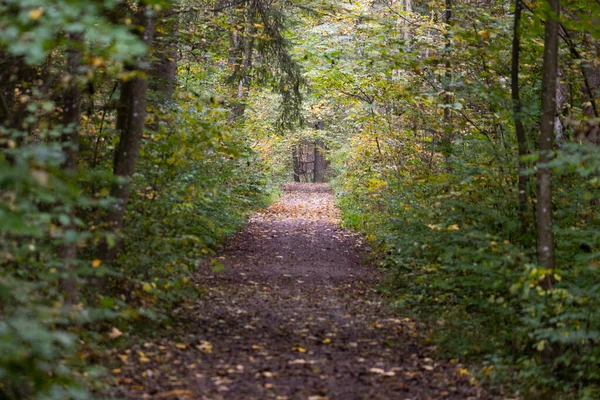 Forest Autumnal Colored Leaves — Stock Photo, Image