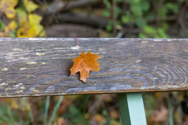 Jasno Kolorowe Liście Jesienią — Zdjęcie stockowe