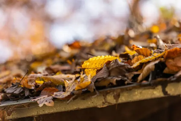 Jesienne Liście Leżące Dachu Słońcu — Zdjęcie stockowe