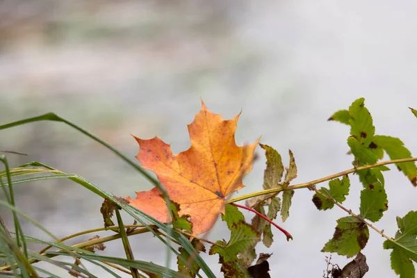 Jasno Kolorowe Liście Jesienią — Zdjęcie stockowe