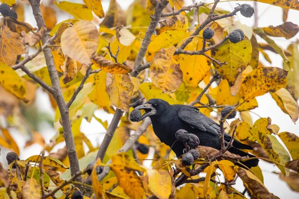 a raven crow sits in a walnut tree and steals nuts