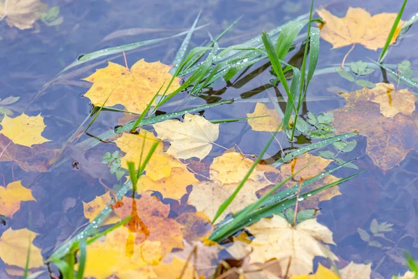 秋には鮮やかな紅葉が — ストック写真