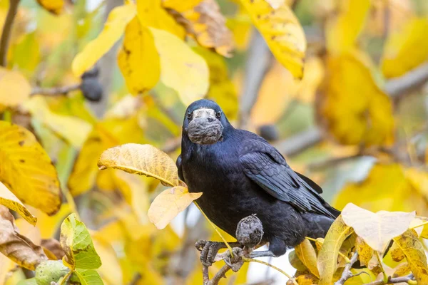 a raven crow sits in a walnut tree and steals nuts