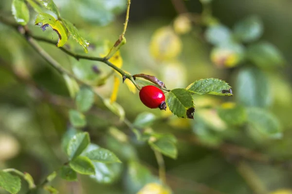 Červené Zářící Růžové Boky Větvi — Stock fotografie