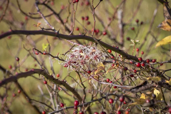 Hagebutten Und Samen Einer Wilden Klematis Herbstlicht — Stockfoto