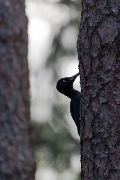 Picchio Nero Seduto Sul Tronco Pino — Foto Stock