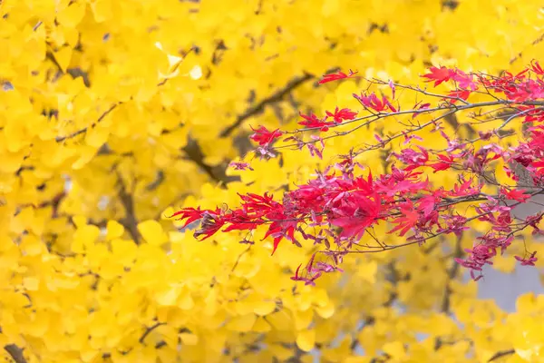 Folhas Brilhantemente Coloridas Outono — Fotografia de Stock