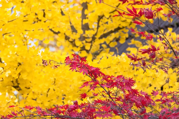 가을에 색깔의 — 스톡 사진