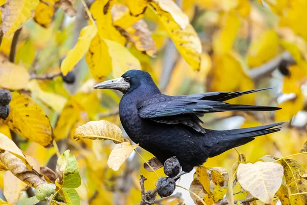 a raven crow sits in a walnut tree and steals nuts