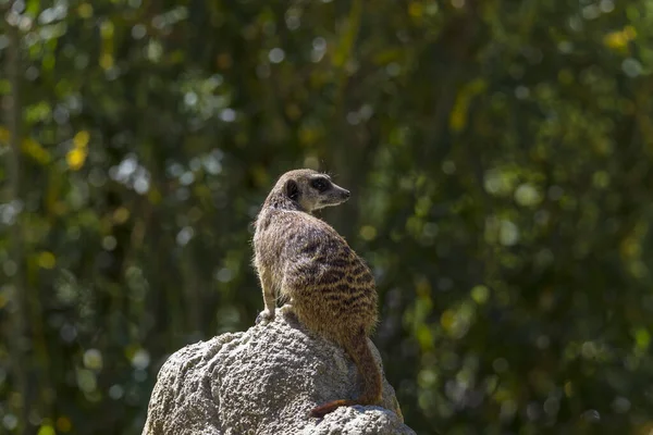 Meerkat Senta Uma Pedra Mantém Atento — Fotografia de Stock