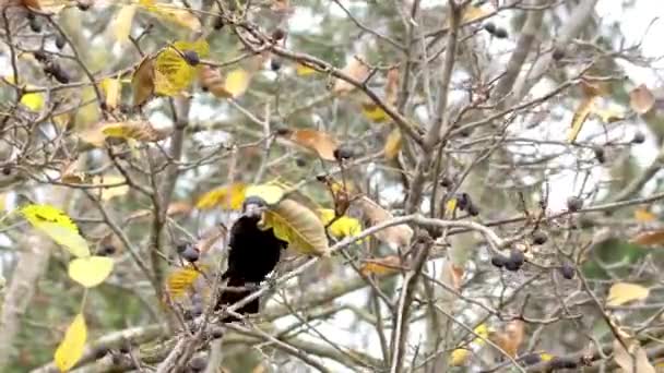 乌鸦坐在核桃树上偷吃坚果 — 图库视频影像