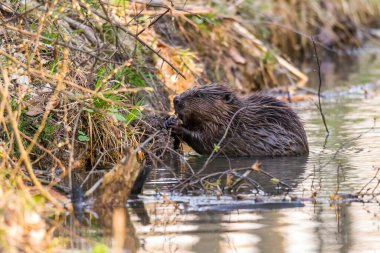 Ormanda küçük bir göl