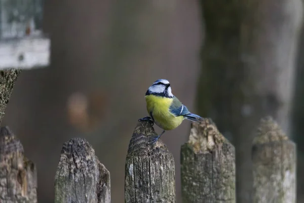Голубая Синица Ветке Возле Кормушки Птиц — стоковое фото