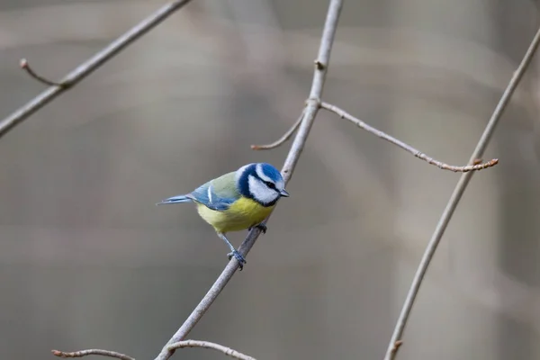 Blue Tit Branch Bird Feeder — Stock fotografie