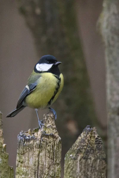 Kohlmeisen Auf Einem Ast Der Nähe Der Vogelfutterstelle — Stockfoto