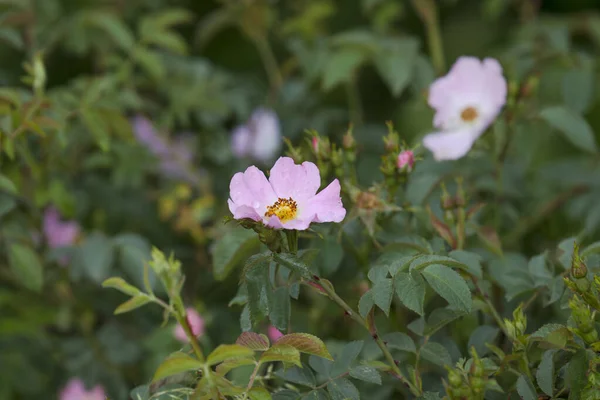 Цветок Розы Бибернеллы — стоковое фото