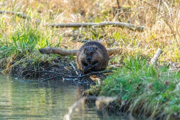 Roztomilý Malý Černý Medvídek Jezeře — Stock fotografie