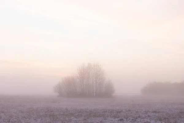 冬は地面霧で茂みの後ろの雪の牧草地に日の出 — ストック写真